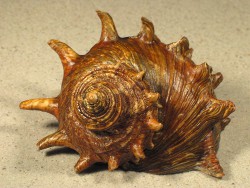 Turbo cornutus - Turbinidae