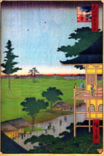 Turbo cornutus - Turbinidae