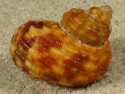 Turbo laminiferus - Turbinidae