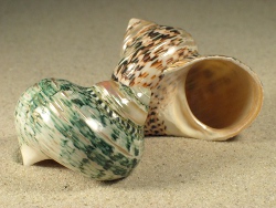 Turbo fluctuosus - Turbinidae