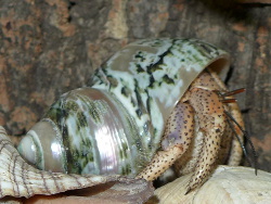 Turbo fluctuosus - Turbinidae