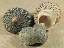 Turbo fluctuosus - Turbinidae