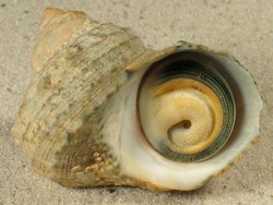 Turbo fluctuosus - Turbinidae