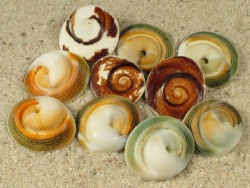 Turbo fluctuosus - Turbinidae