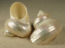 Turbo fluctuosus - Turbinidae