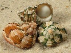 Turbo heterocheilus - Turbinidae