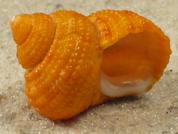 Turbo heterocheilus - Turbinidae