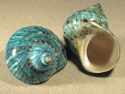 Turbo-imperialis - Turbinidae