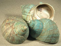 Turbo-imperialis - Turbinidae