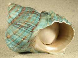 Turbo-imperialis - Turbinidae
