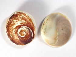 Turbo-imperialis - Turbinidae