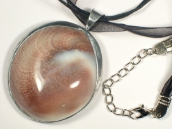 Turbo-imperialis - Turbinidae