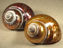 Turbo-imperialis - Turbinidae