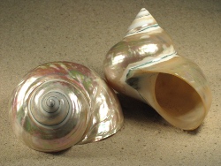 Turbo-imperialis - Turbinidae