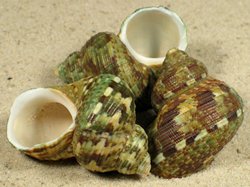 Turbo intercostalis - Turbinidae