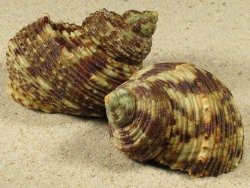 Turbo intercostalis - Turbinidae