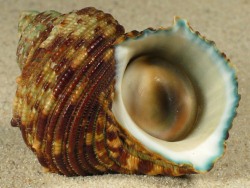 Turbo intercostalis - Turbinidae