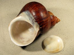 Turbo jourdani - Turbinidae