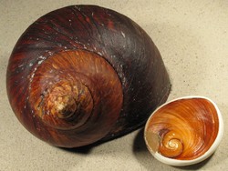 Turbo jourdani - Turbinidae