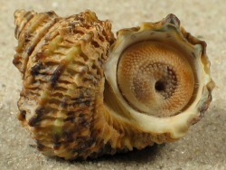 Turbo laminiferus - Turbinidae