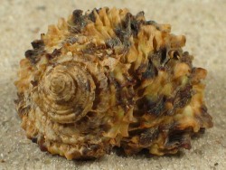 Turbo laminiferus - Turbinidae