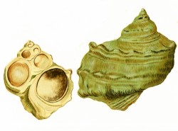 Turbo marmoratus - Turbinidae