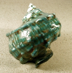 Turbo marmoratus - Turbinidae