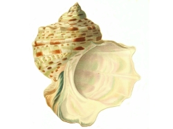 Turbo marmoratus - Turbinidae