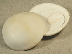 Turbo marmoratus - Turbinidae