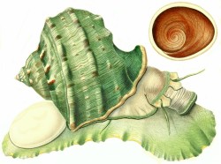 Turbo marmoratus - Turbinidae