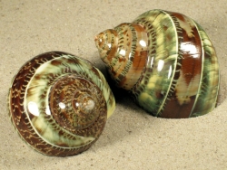 Turbo petholatus - Turbinidae