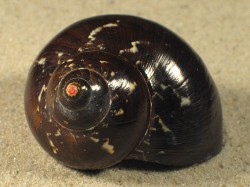 Turbo petholatus - Turbinidae