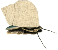 Turbo petholatus - Turbinidae