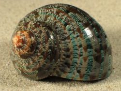 Turbo petholatus - Turbinidae