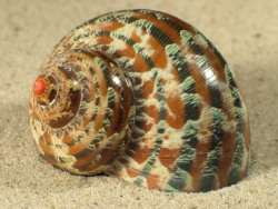 Turbo petholatus - Turbinidae