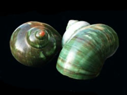 Turbo petholatus - Turbinidae