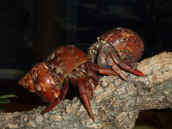 Turbo petholatus - Turbinidae