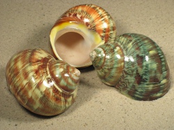 Turbo petholatus - Turbinidae