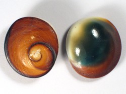 Turbo petholatus - Turbinidae