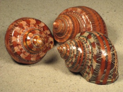 Turbo petholatus - Turbinidae