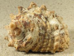 Turbo radiatus - Turbinidae