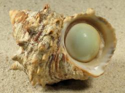 Turbo radiatus - Turbinidae