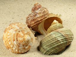 Turbo radiatus - Turbinidae