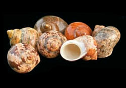 Turbo reevei - Turbinidae