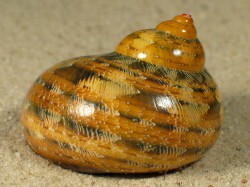 Turbo reevei - Turbinidae