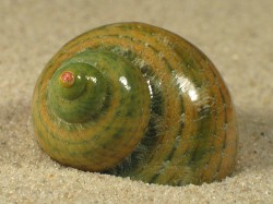 Turbo reevei - Turbinidae