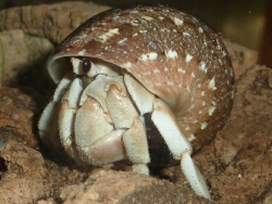 Turbo reevei - Turbinidae