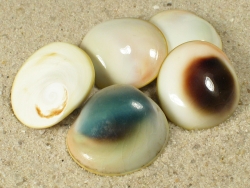 Turbo reevei - Turbinidae