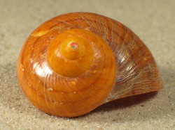 Turbo reevei - Turbinidae