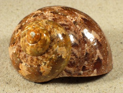 Turbo reevei - Turbinidae